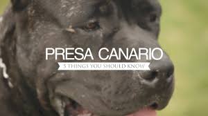 Explore 13 listings for presa canario pups for sale in uk at best prices. Presa Canario Five Things You Should Know Youtube