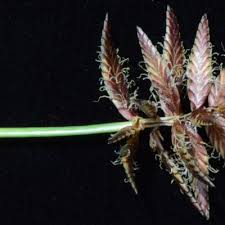 Image result for Pycreus nitidus