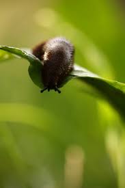 Lass mal aufstehen und was machen. Morgen Regnet S Grundidee Naturgarten