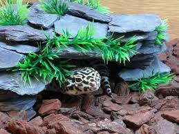 Leopard geckos, affectionately called leos, are generally easy to care for. Stackable Leopard Gecko Hide Leopard Gecko Leopard Gecko Hide Gecko
