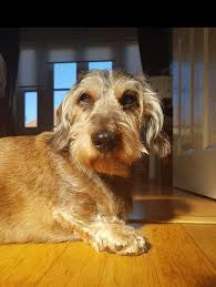 The main difference between a breeder and a rescue is that a rescue may not always have young puppies to choose from. The Red Foundation Uk Latest Dachshund Rescue News
