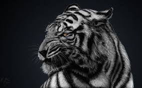 Tigre Noir Et Blanc Tigres Noirs Tigre Blanc Royal Animaux