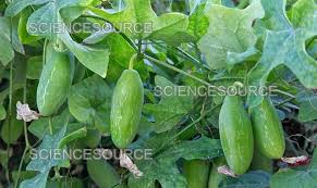 Image result for Coccinia