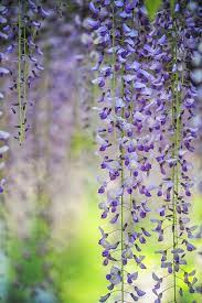 Wisteria Wisteria Blossom Flowers