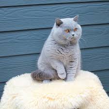 Pin By Ruyadeli On British Cats Pretty Cats Cat Cuddle Cats And Kittens