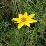 Image result for Bidens oligoflora
