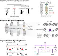 The cart is a temporary place to store a list of your items and reflects each item's most recent price. Acoel Genome Reveals The Regulatory Landscape Of Whole Body Regeneration Science