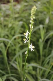 Image result for Chlorophytum bowkeri