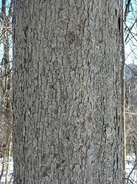 Scroll on to find out which. Mariton Tree Bark Natural Lands