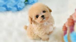 Pictures of miniature poodles for sale. Cutest Micro Poodle Puppies Video Compilation Youtube
