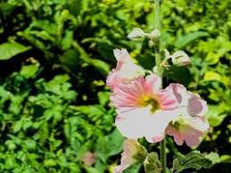 Image result for Grona setigera