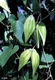 Image result for Cynanchum praecox