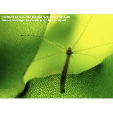 It contains codes for diseases, signs and symptoms, abnormal findings, complaints. Bresser Zoom Stereomikroskop Advance Icd 10 160x