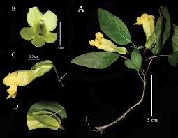 Image result for Elatostema welwitschii