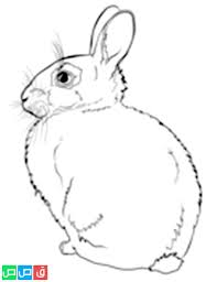 رسم ارنب للتلوين coloring pages bunny coloring pages cool coloring pages