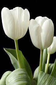 Most Up To Date Cost Free Tulip Flower Tips Extended Stay The Tulip Plant The Following Extremely Colorful Gem Mobile Pho White Tulips Tulips Tulips Garden