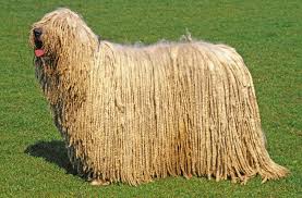 Image result for Komondor