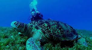Can Sea Turtles Breathe Underwater With Videos And Pictures Turtleowner Com