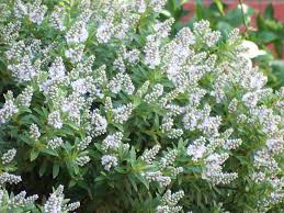 Evergreen flowering shrubs are a great addition to your garden because they add all year round color. Pin On Garden Plants