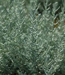 Image result for Helichrysum acutatum