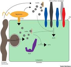 Substantial evidence supports the prevailing notion that plants possess a two. Plant Immunity Thinking Outside And Inside The Box Trends In Plant Science
