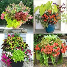 Adding shade flowers to pots in your yard where the sun doesn't shine as much is just as important as adding those to sunny areas. Best Shade Plants 30 Gorgeous Container Garden Planting Lists A Piece Of Rainbow