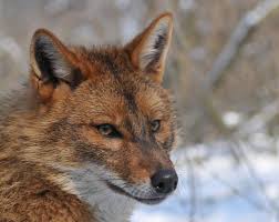 Ein goldschakal ist im vogelsberg in eine fotofalle getappt. Goldschakal Canis Aureus Deutscher Jagdverband