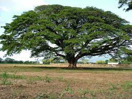Saman, chaharmahal and bakhtiari, a city in chaharmahal and bakhtiari province, iran. Samanea Saman Entdecken Sie Einen Grossen Baum Mit Grossem Laub Gartenarbeit Auf