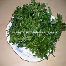 Ponnanganni keerai is an aquatic plant of asian origin grown in tropical and subtropical regions. Organic Item Of Ponnaganni Leaves Products India Organic Item Of Ponnaganni Leaves Supplier
