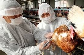 El virus de la gripe aviar vive en el medioambiente durante períodos de tiempo prolongados. Infeccion Humana Por Virus De La Gripe Aviar A H7n9 En China Y Actualizacion Miradorsalud Ve