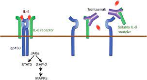 Tocilizumab, sold under the brand name actemra among others, is an immunosuppressive drug, used for the treatment of rheumatoid arthritis and systemic juvenile idiopathic arthritis, a severe form of arthritis in children. A Review Of Recent Advances Using Tocilizumab In The Treatment Of Rheumatic Diseases Springerlink