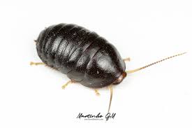 Image result for Pseudopod Ospermum