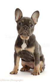 Blue french bulldogs can thank only to their genes for having such an amazing fur color. Blue And Tan French Bulldog Puppy Sitting Photo Wp46824