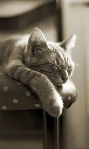 Kediler Gunde Kac Saat Uyur Kedi Kediler Ve Yavrulari Sevimli Kediler