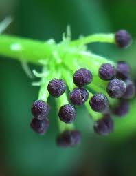 Image result for Hypertelis umbellata