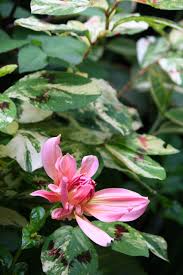 Image result for Persicaria madagascariensis