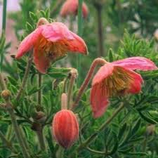 Image result for Clematis villosa