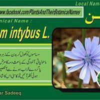 Plans Benefits In Urdu English Plant Benefits Botanical Names