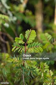 Image result for Caesalpinia decapetala