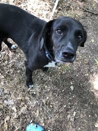 Corky is a lively neutered chihuahua/labrador retriever mix. Dog For Adoption Misty A Beagle Black Labrador Retriever Mix In Wilmington Nc Petfinder