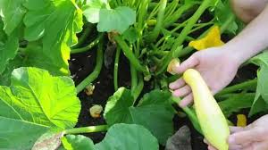 We did not find results for: Zephyr Summer Squash When How To Harvest Youtube
