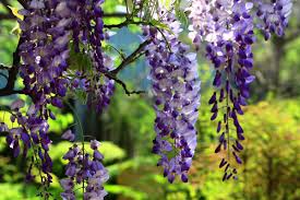 Why do girls love flowers so much? World Love Flowers On Twitter Happy Friday Because Of Your Smile You Make Life More Beautiful Flowerfriday Fridayfeeling