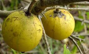 Image result for Oncoba