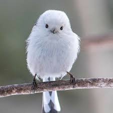 Pin By Josephine Lie On Birds Animals Beautiful Cute Birds Nature Birds