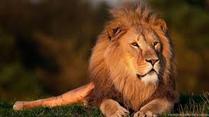 505 mobile walls 46 art 290 images 467 avatars 292 gifs. Cool Lion Wallpapers Grs14 Desktop Background