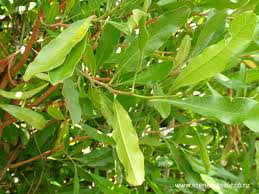 Image result for Dodonaea viscosa