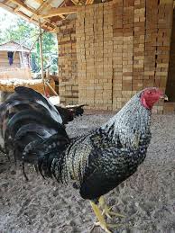 Gambar ayam filipina import kekinian download now ali farm ayam impo. Ayam Aduan Ayam Filipina Ternak Ayam Filipina Ayam