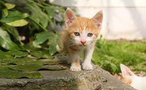 Orange Cat Names 100 Best Ginger Cat Names For 2021