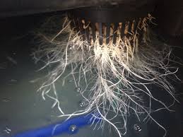 In general, plants that are in close proximity to each other are at much higher risk of transferring root rot from one plant to another than plants that. How To Save Your Hydroponic Plant From Root Rot Nosoilsolutions