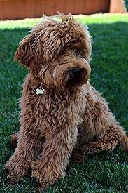 There are no large standards for the foreseeable future. Australian Labradoodle Puppies Labradoodle Puppy Australian Labradoodle Australian Labradoodle Puppies